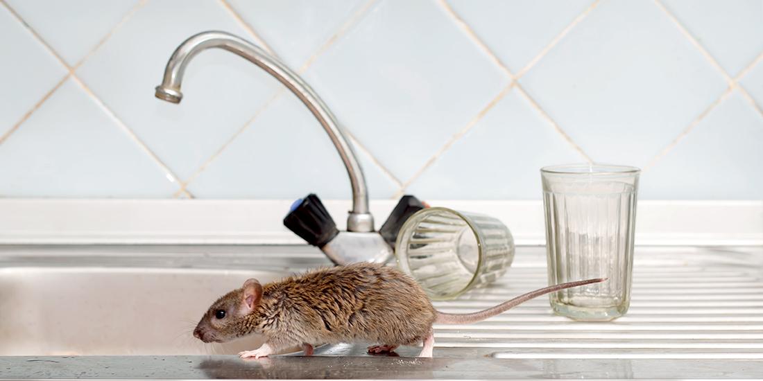 老鼠跑过厨房柜台